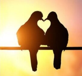 Frezya / Salih Melikoğlu