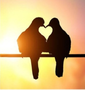 Frezya / Salih Melikoğlu