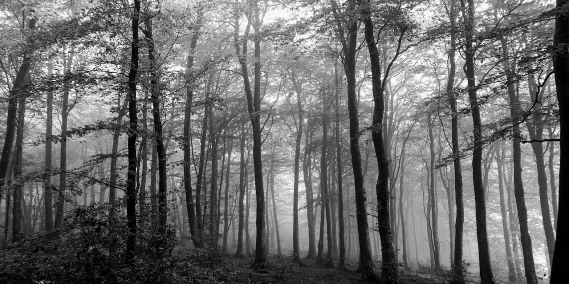 ÖZGÜRLÜĞÜN ESARETİ