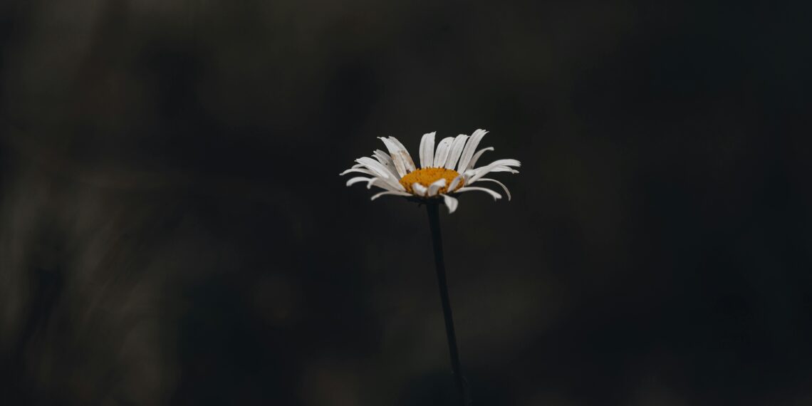 beş harfli bir çiçek: narin