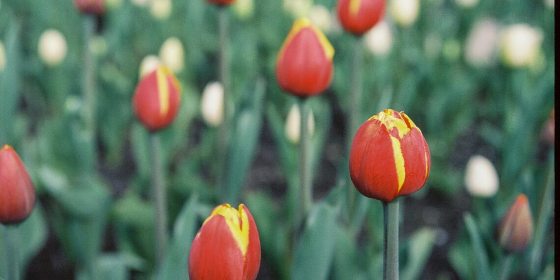 Şimdilerde / Sevgi Erol Öçal