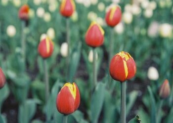 Şimdilerde / Sevgi Erol Öçal