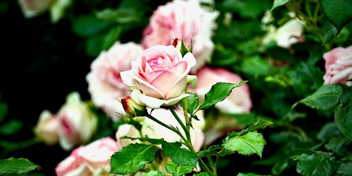 Gül ve Diken / Mehmet Ergür