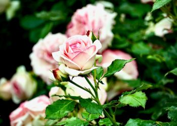 Gül ve Diken / Mehmet Ergür