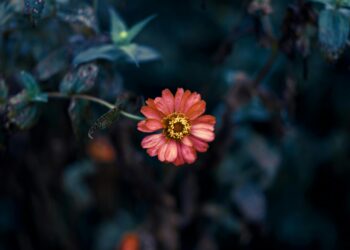 Aşk Hançeri / İremnur Aydın