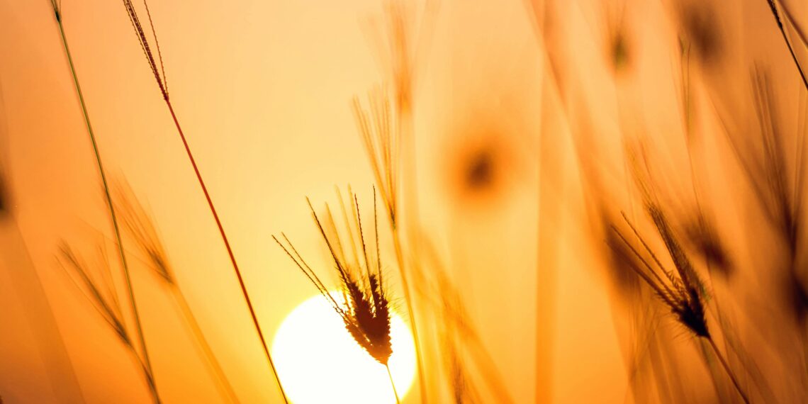 YÜZÜMDEKİ AŞKIN EKOSESİ