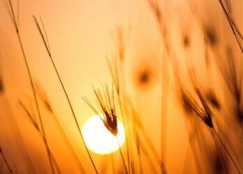 YÜZÜMDEKİ AŞKIN EKOSESİ