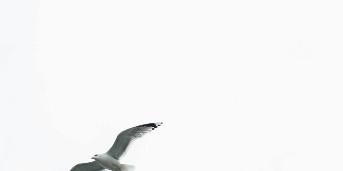 Martı Sesleri ve İstanbul / Dilara Pınar Arıç