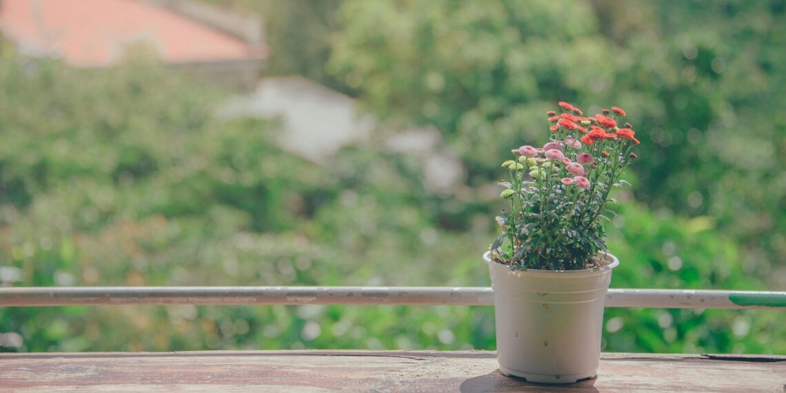 Tohum Kutusu / Özlem Karaca