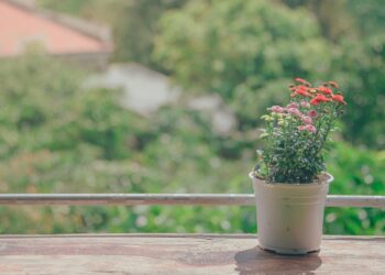 Tohum Kutusu / Özlem Karaca