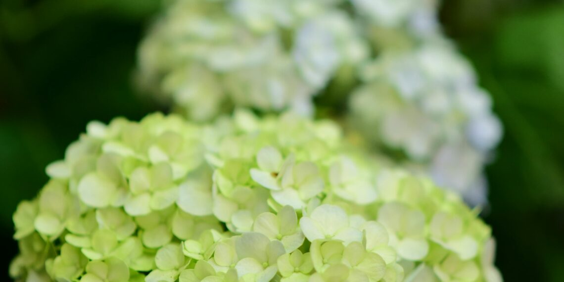 Masal Aşkım / İsmail Ateş