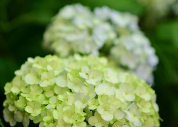 Masal Aşkım / İsmail Ateş