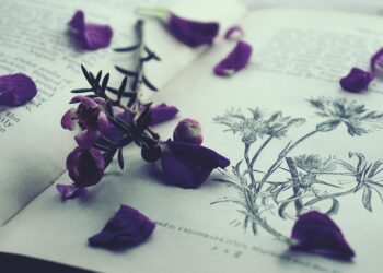 Menekşe Yanılsaması / Gülçin Kaya