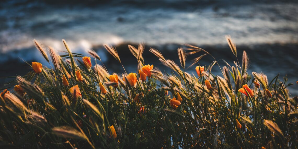 Yalnızlar / Tarık Kurtkaya