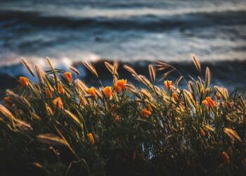 Yalnızlar / Tarık Kurtkaya