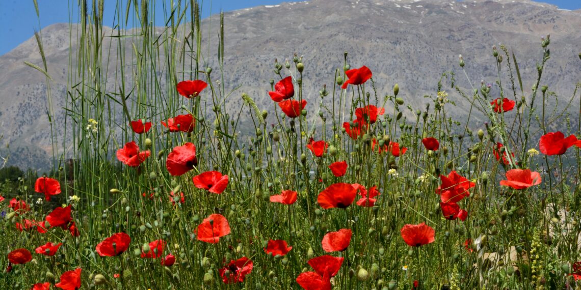 Türkü / Ali Gürler