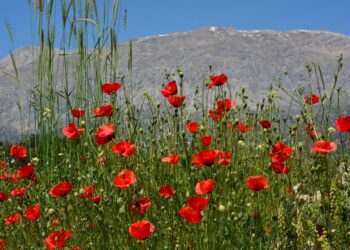 Türkü / Ali Gürler
