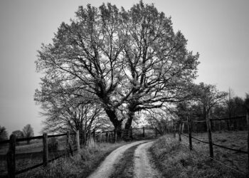 şiirin adı yaşamak