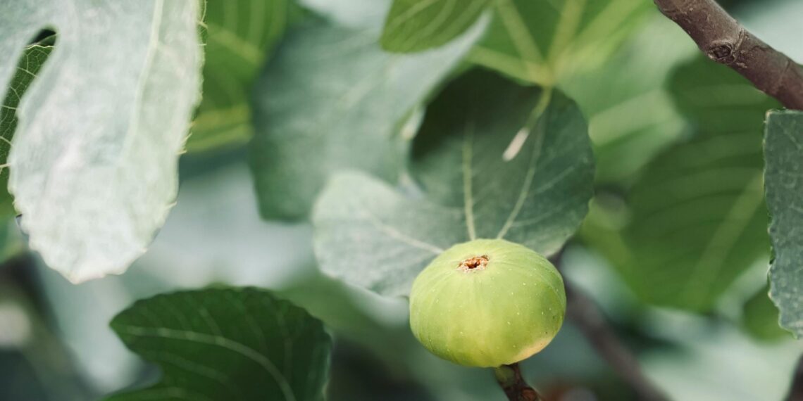 İncir Ağacı / Erkan Karakaş