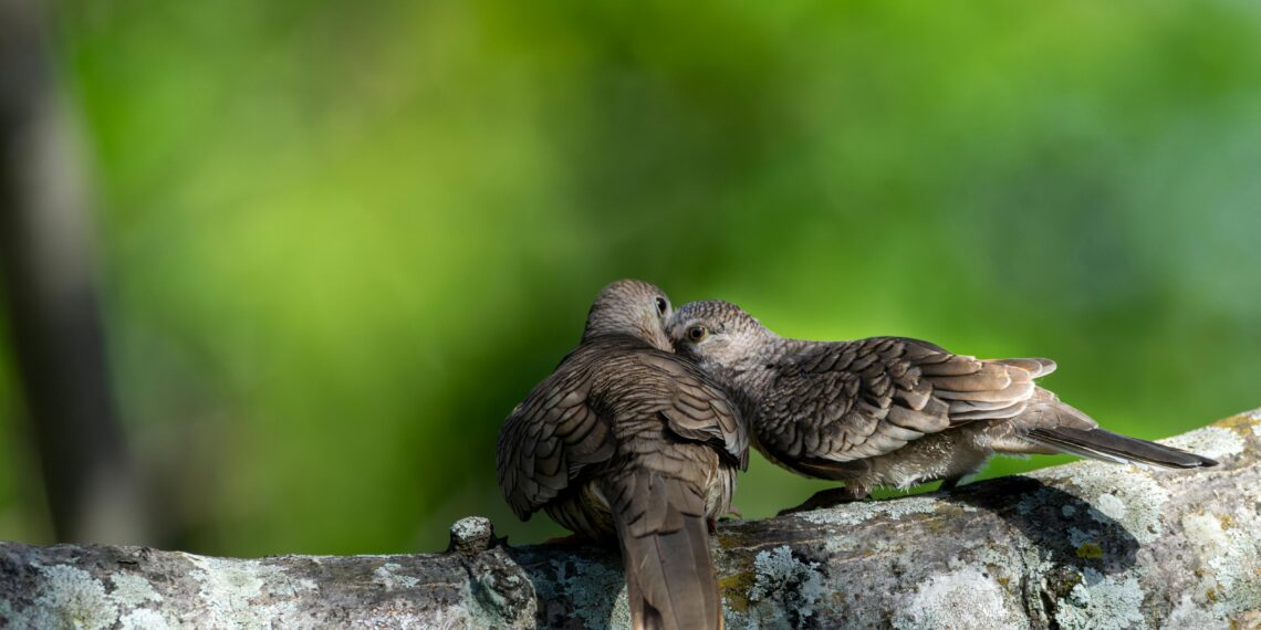 HÜVİYETSİZ / ERKAN EREN