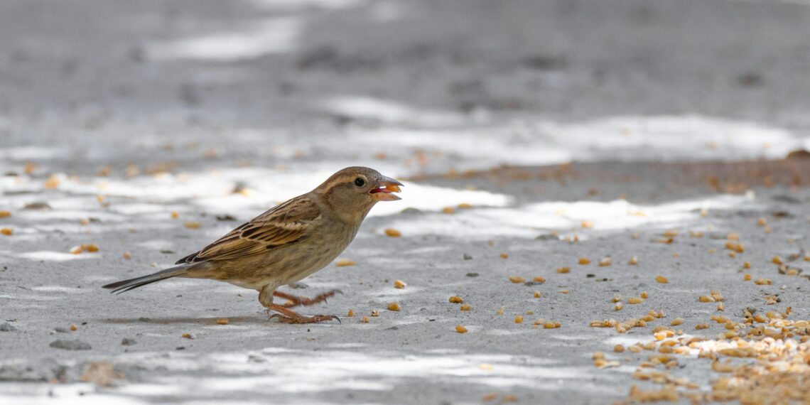 CABBAR / FİGEN GÜNLÜ