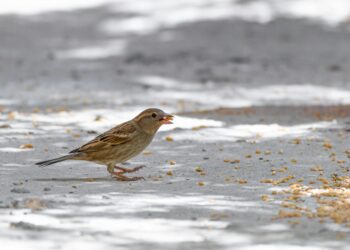 CABBAR / FİGEN GÜNLÜ