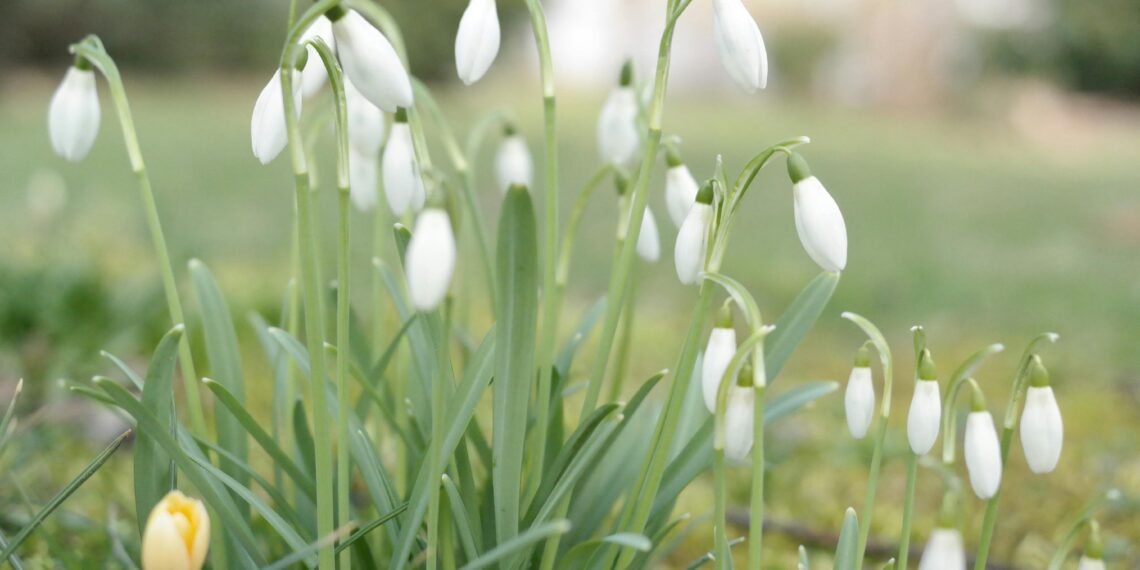 Kardelenin İsyanı / Tekin Okay