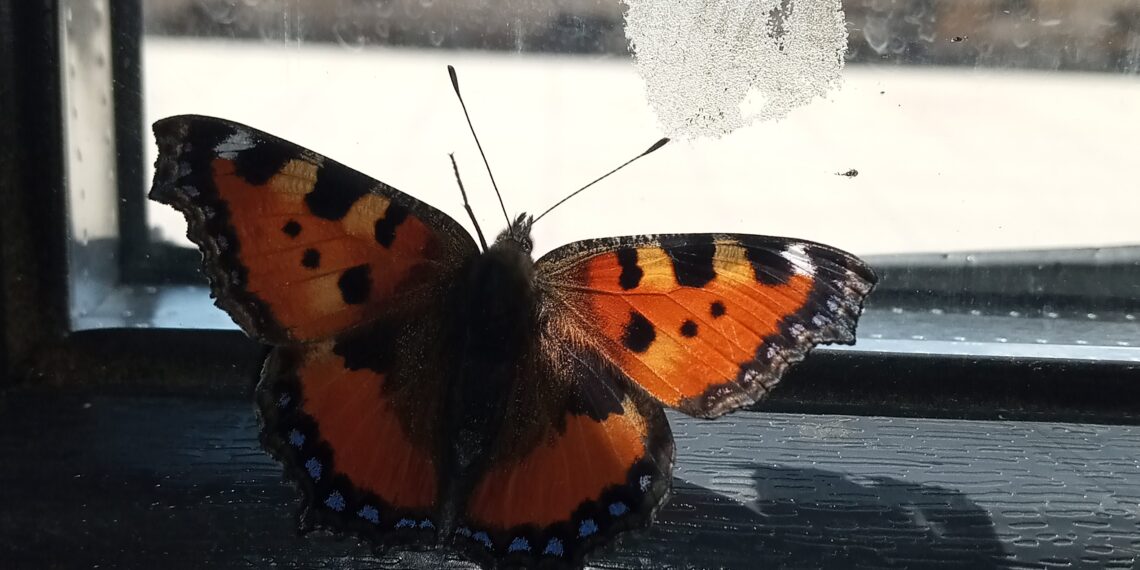 Kuşların yoksunluğu tüylerinden dökülen…