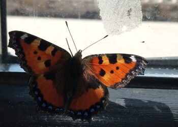 Kuşların yoksunluğu tüylerinden dökülen…