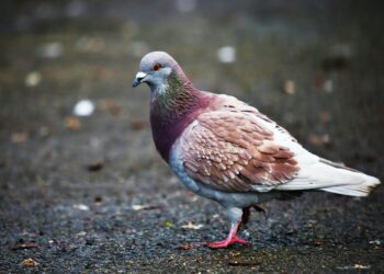 Açık Deniz / Filiz Asal