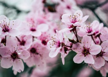 Otuz Sekiz Kışın Baharı / Kezban Özoğlu