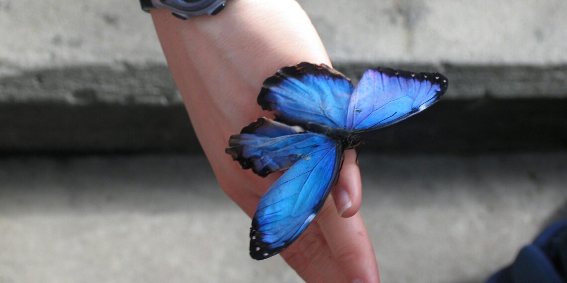 Dünya Kayıp / Sevgi Erol Öçal