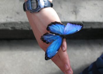 Dünya Kayıp / Sevgi Erol Öçal