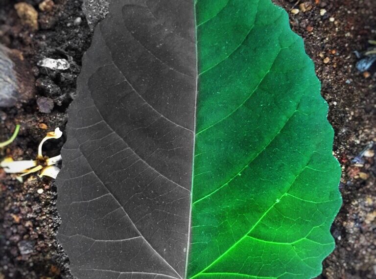 KARANLIK DÜNYAMIN MELODİSİ / SULTAN GİZEM KOÇAK