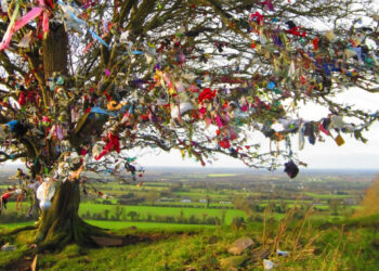 Dilek Ağacı / Selda BAL