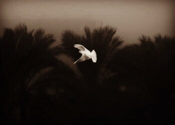 Küheylana Nasihat / Salih Melikoğlu