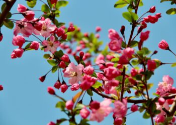 Hayali Sükut / Tülay İlhan