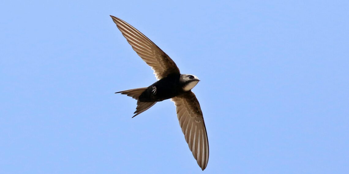 Aşkın Işığında / Ayşe Akyener