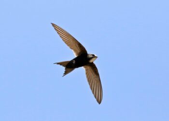 Aşkın Işığında / Ayşe Akyener