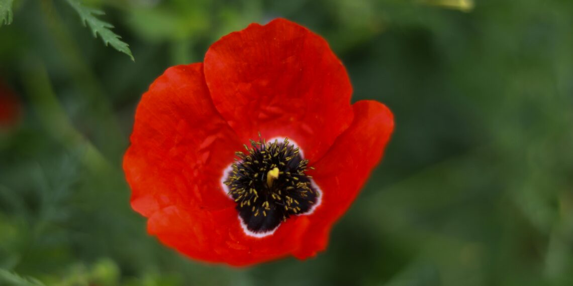 Bırakma / Zekine Dündar