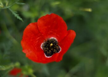 Bırakma / Zekine Dündar