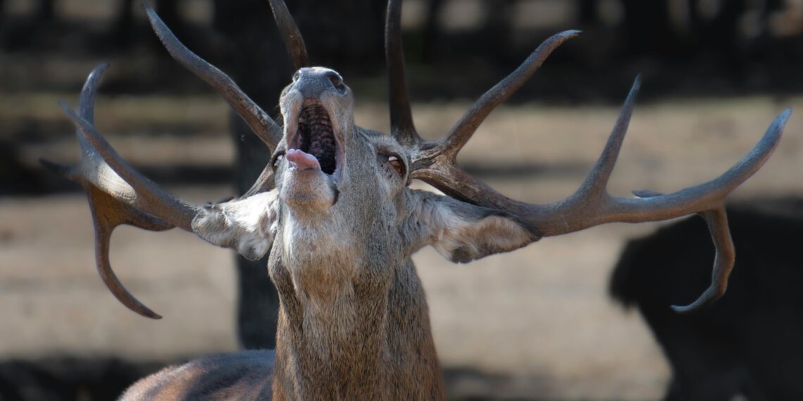 Vücutsuz Koro / Binnaz Deniz Yıldız