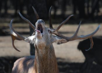 Vücutsuz Koro / Binnaz Deniz Yıldız