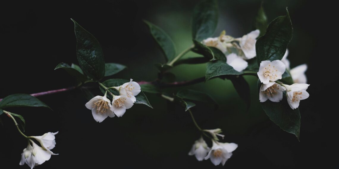 Nisanın Yeşil Sancısı / Filiz Çimen