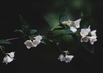 Nisanın Yeşil Sancısı / Filiz Çimen