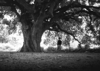 Deprem Görmüş Ağaç Gibi / İbrahim Ağören