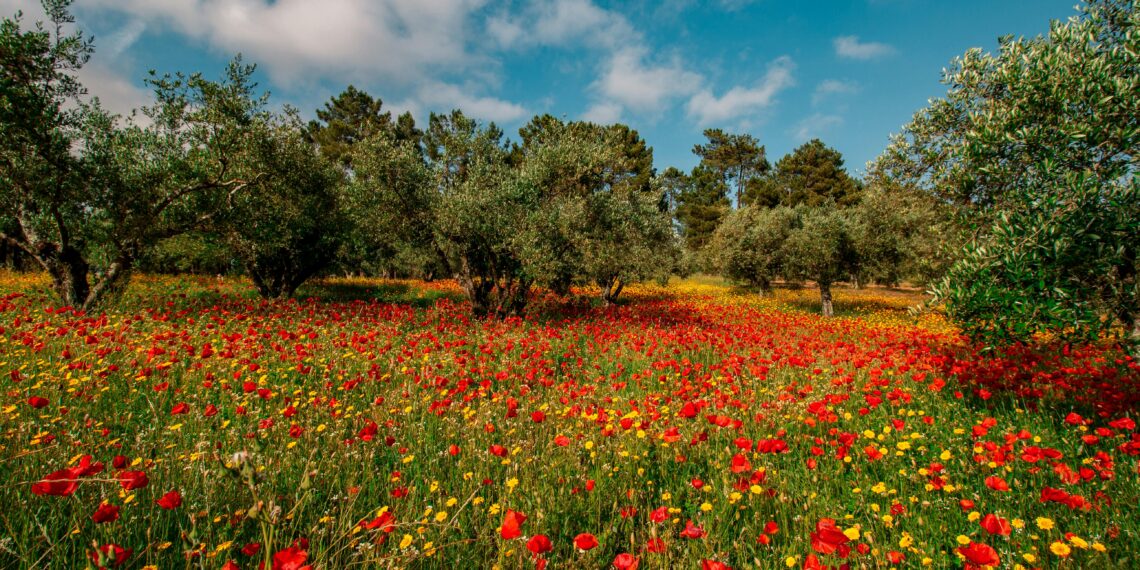 Sabah Aydınlığında / Sevgi Erol Öçal
