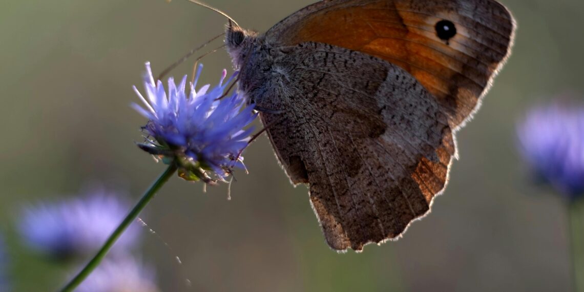 Anka / Tuğba Timurlenk