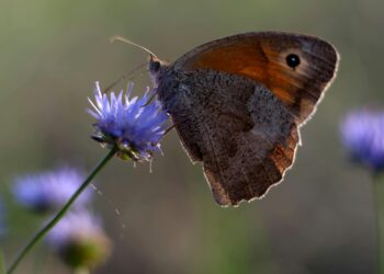 Anka / Tuğba Timurlenk