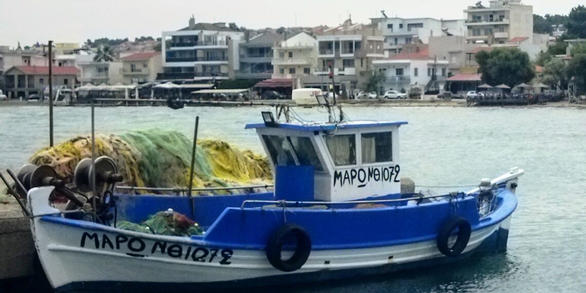 MAVİNİN TOHUMLARI